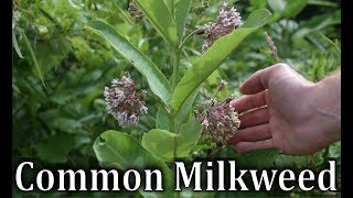 How To Identify Common Milkweed  Asclepias syriaca [upl. by Noemis]