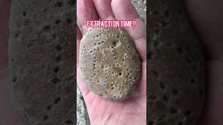 Exposing 400 MILLION YEAR OLD FOSSIL 😳😱🔥 [upl. by Karas]