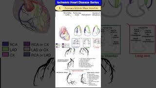 Ischemic Heart Disease Series 1 Coronary Arteries Anatomy [upl. by Barrow]