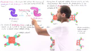 Activation of Phosphorylase Kinase [upl. by Gavriella]