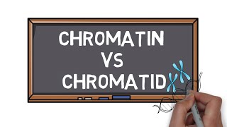 Chromatin Vs Chromatid  What is the Difference  Pocket Bio [upl. by Anerys905]