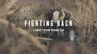 Missouri Quail Hunting  Fighting Back  A Project Upland Original Film [upl. by Rasmussen]