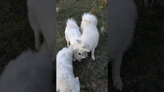 Playful Samoyed family dogshorts samoyed [upl. by Leruj]