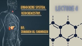 Endocrinology Biochemistry lecture 4 [upl. by Mars]