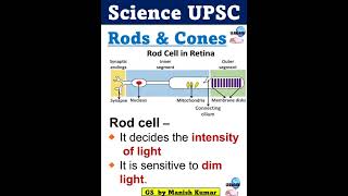 What is Rods amp Cones in Retina typesof vision cells upsc bpsc shorts gs gsbymanish science [upl. by Jolanta]