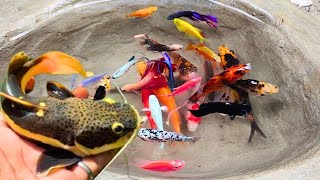 Catching fighting betta fish in the pond red tail catfish goldfish glofish fish family koi fish [upl. by Flanigan2]