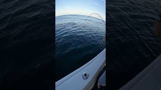 Bluefin Tuna Pulling Drag Offshore FIshing [upl. by Skipper]