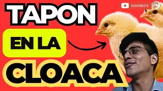 😱 Porque ocurre el tapon cloacal a los Pollos de Engorde 🧐 [upl. by Brander500]