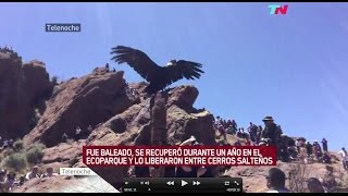 Telenoche  Hombre Drone  Liberación del condor Luracatao en Salta [upl. by Lynus949]