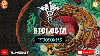 Biología Ribosomas [upl. by Jillian]