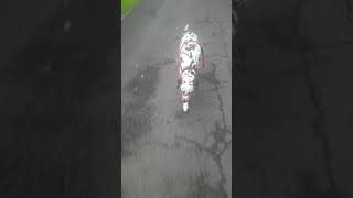 Dalmatian is training for off leash walking [upl. by Siramaj]