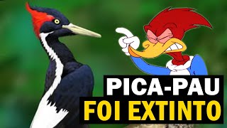 PICAPAU QUE FOI EXTINTO nos EUA Picapaubicodemarfim e AVES EXTINTAS NO BRASIL [upl. by Hershell513]