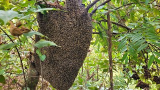 CAPTURA de ENXAME DE ABELHA GIGANTE no pé COLORAU 🐝 [upl. by Attenra]