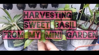 Harvesting Sweet Basil from my Mini Vertical Garden [upl. by Brainard343]