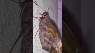 Creepy amp Deadly  Halloween Butterflies and Moths The Giant Redeye Butterfly Gangara thyrsis [upl. by Innes]