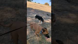 Dog training session with Hutch Harley Gracie and Hank [upl. by Anigar]