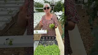 Planting Tatsoi HomegrownPassion garden hydroponics greenhouse [upl. by Lednem]