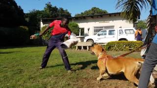 Boerboel  Training [upl. by Yasibit]