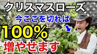 【覚えておいて】実はクリスマスローズ増やさないと枯れていきます。。。 【カーメン君】【園芸】【ガーデニング】【株分】 [upl. by Analla]