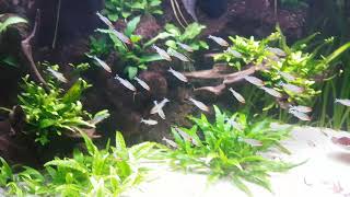 Hemigrammus rhodostomus rummy nose tetra schooling  jun 2019 [upl. by Yellas892]