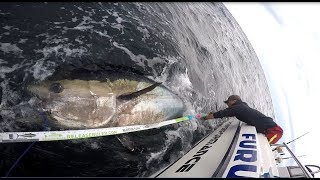 Makrellstørje med Offshore hunter 2019 Giant bluefin tuna Norway [upl. by Anerehs]