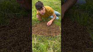 🐝Récupération d’un essaim d’abeilles au sol🐝 abeille bee apiculture ruche miel reine [upl. by Eigram]