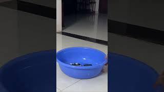 The intelligent monkey Luk voluntarily goes to do laundry cute animals family funny funnyvideo [upl. by Nivej]