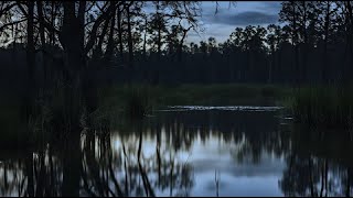 Nighttime Symphony Swamp Sounds with Frogs amp Crickets 🎶  Sleep Therapy [upl. by Hulbert]