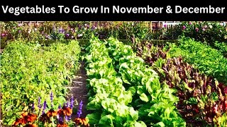 Vegetables To Grow In November amp December  Which vegetables to sow in November amp December [upl. by David381]