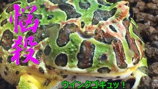 【えくりん】 ベルツノガエル 冷凍ワカサギ 給餌 何匹食べるかな？ 【Ceratophrys ornata】 [upl. by Ilse]