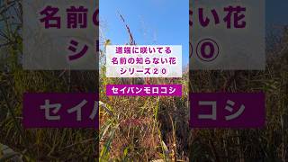 【セイバンモロコシ雑草／道端に咲いてる名前の知らない花シリーズ】繁殖力が強くススキの生育場所を侵食してやっかいな野草 セイバンモロコシ 花粉症 雑草 野草 イネ japan [upl. by Casie]