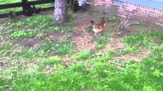 Chickens eat henbit a weed [upl. by Cynthla]