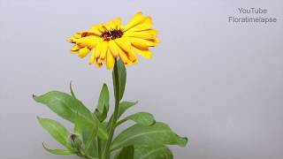 Zinnia Blooming Time Lapse [upl. by Soni]