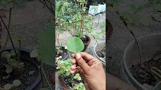 കഞ്ഞിക്കൂർക്ക  Coleus aromaticus farmer secretgarden [upl. by Nnail]