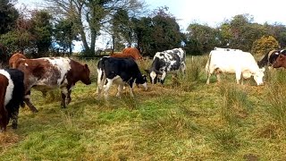 Its officially winter  Time to take advantage of the dryer land shorthorn Galloway outwintering [upl. by Grosmark]