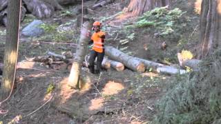 Arborist Training Institute Japan helping to preserve Giant Sequoia Trees [upl. by Noeled698]