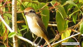 Brown Shrike Bird [upl. by Ecitnirp]