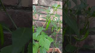 Rooftop garden  fresh green chillies  viral  shorts [upl. by Selena893]