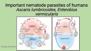 Important Nematode parasites of Humans  life cycle of Ascaris and Enterobius Giant intestinal worm [upl. by Brewster]