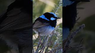 SPOTTED Superb fairy wren  Malurus cyaneus [upl. by Eloise]