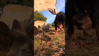 Tibetan Mastiff vs Wolf Whos the Real Giant youtube shorts viral mastiffdog wolf dog [upl. by Emerick]