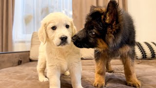 German Shepherd Puppy Meets Golden Retriever Puppy for the First Time [upl. by Tadashi]