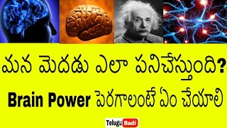 మన మెదడు ఎలా పనిచేస్తుందో తెలుసా  How the Human BRAIN Works in Telugu  Brain Power [upl. by Enitram187]