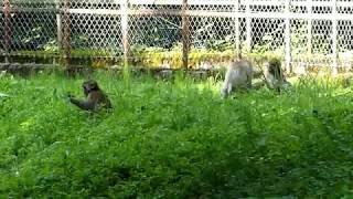 Japanese Monkeys Indifferent to Gunfire [upl. by Buchheim]