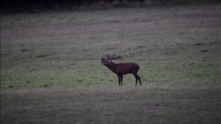 Il richiamo dei cervi in amore nel castello di Chambord [upl. by Naira]