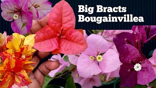 Bougainvillea Producing Big Bracts [upl. by Madlen]