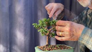 Pruning My 3 Thuja Occidentalis Primo 30Oct2024 [upl. by Tove243]