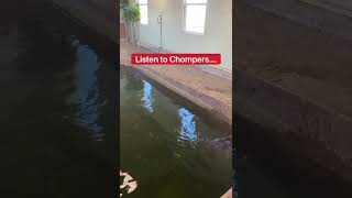 Alligator Turd Rescue 😱🐊💩shorts animals [upl. by Cohla]