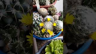 Mammillaria baumii cactoscactussuculentas [upl. by Annayram]