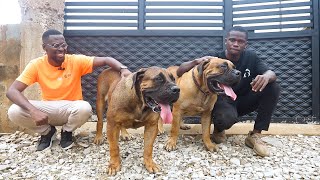 Capturing a moment with two MASSIVE Boerboels [upl. by Gnehc]